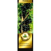 Смородина черная &laquo;Мулатка &raquo;, перспективные сорта, саженец, плодовый, 1 шт., туба