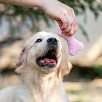 Игрушка плавающая "Косточки" Пижон Premium, вспененный TPR, 10,5 х 5,5 х 2 см, розовая