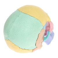 Набор для опытов «Череп человека», анатомическая модель Набор для опытов «Череп человека», анатомическая модель