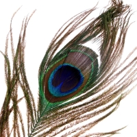 Перо павлина для декора, набор 3 шт., размер 1 шт. &mdash; от 25 до 30 см