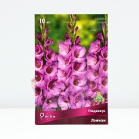 Гладиолус крупноцветковый &laquo;Лэннон&raquo;, луковица цветов в пакете с перфорацией, р-р 10/12, 10 шт.