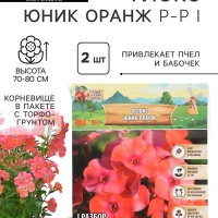 Флокс &laquo;Юник Оранж&raquo; корневище в пакете с торфогрунтом, р-р I, 2 шт.