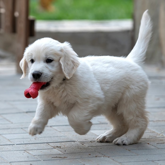 Игрушка жевательная Игрушка жевательная "Кость малая", TPR, 8,5 см, красная