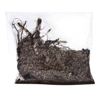 Флокс "Бамбини Черри Краш" р-р I, 2 шт, Весна 2025, ЭКОНОМ,