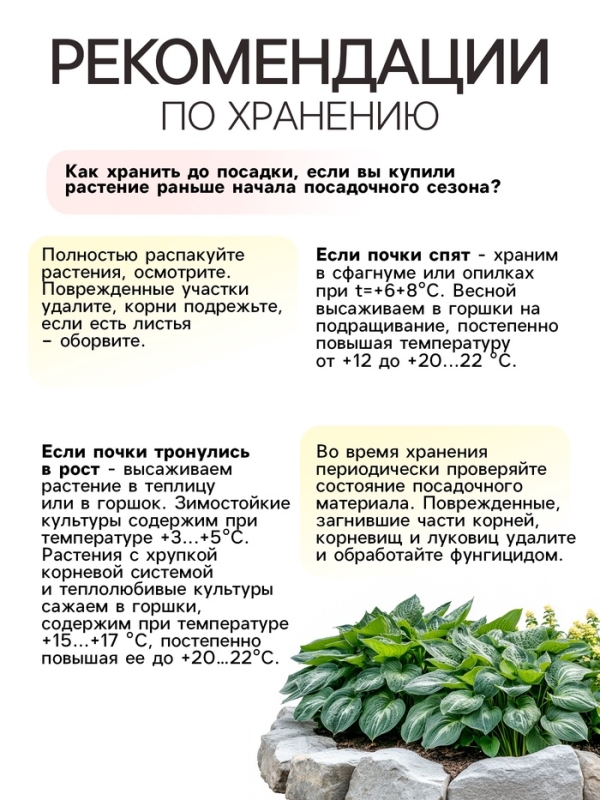 Хоста Tortilla Chip, корневище в пакете с торфогрунтом, р-р I, размер L,1 шт.