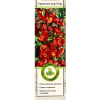 Айва великолепная (Хеномелес) &laquo;Кримсон энд Голд&raquo;, саженец, туба, 1 шт.