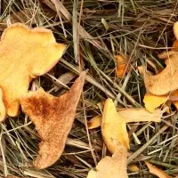 Сено луговое &laquo;Зверьё Моё&raquo;, отборное, ароматное, зеленое, без пыли, тыква, 500 г