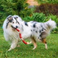 Игрушка резиновая "3 сосиски" на канате, 50 см, микс Игрушка резиновая "3 сосиски" на канате, 50 см, микс