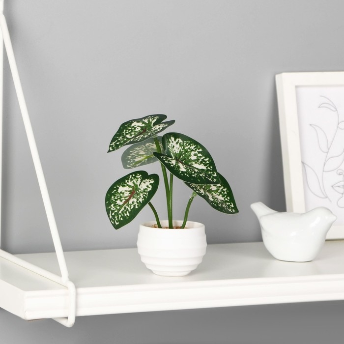 Бонсай в горшке Бонсай в горшке "Диффенбахия элегант галант" 6х13 см, зелёный