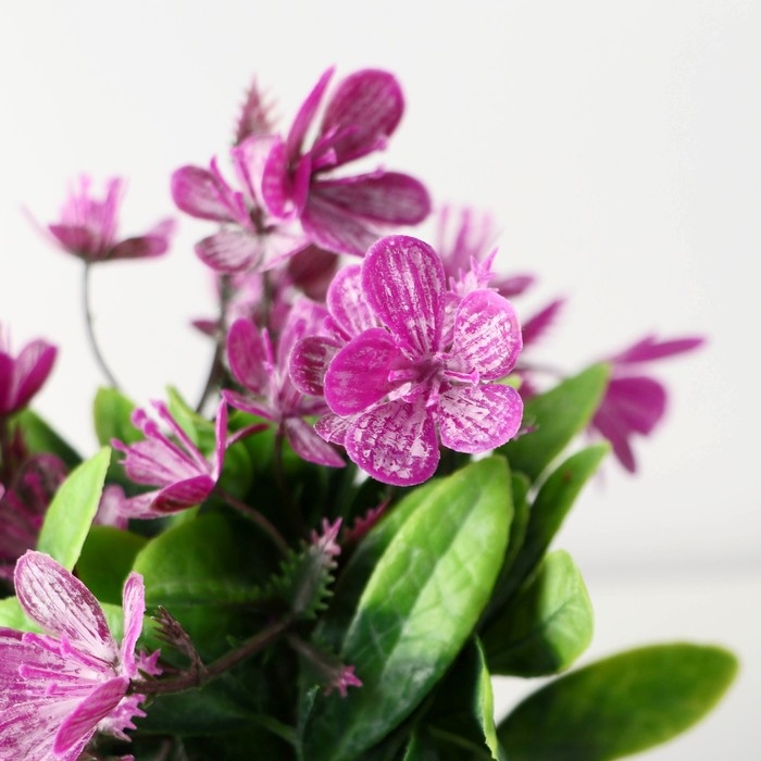 Бонсай в горшке Бонсай в горшке "Рододендрон" 7х12 см, микс