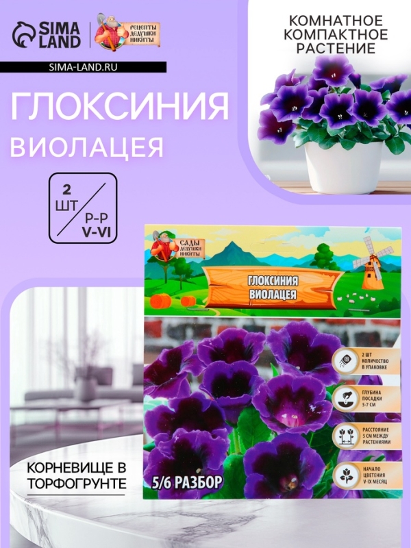 Глоксиния &laquo;Виолацея&raquo;, многолетник, комнатный, луковица в пакете с перфорацией, р-р 5/6, 2 шт.