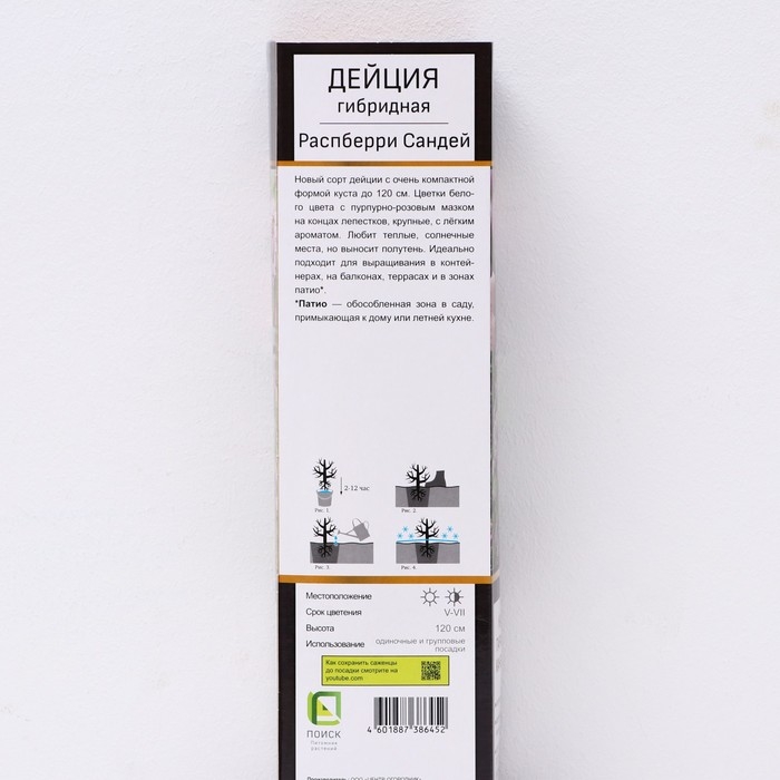Дейция гибридная (Серия Патио) Люкс &laquo;Распберри Сандей&raquo;, саженец декоративный, цветущий, 1 шт., туба