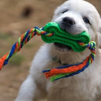 Игрушка жевательная с канатом, 11 х 5,5 см, зелёная Игрушка жевательная с канатом, 11 х 5,5 см, зелёная