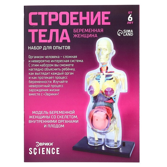 Набор для опытов &laquo;Строение тела&raquo;, беременная женщина