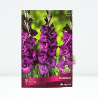 Гладиолус крупноцветковый &laquo;Астарта&raquo;, луковица цветов в пакете с перфорацией, р-р 10/12, 10 шт.
