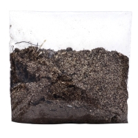 Флокс смесь сортов I, 2 шт, Весна 2025, ЭКОНОМ,