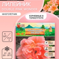 Лилейник Double Pink Wonder, многолетник, корневище в пакете с торфогрунтом, р-р I, 1 шт.
