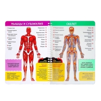 Книга с прозрачными страницами &laquo;Моё тело&raquo;, 32 стр.