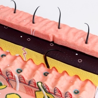 Макет "кожный покров в разрезе" 21*4*20см