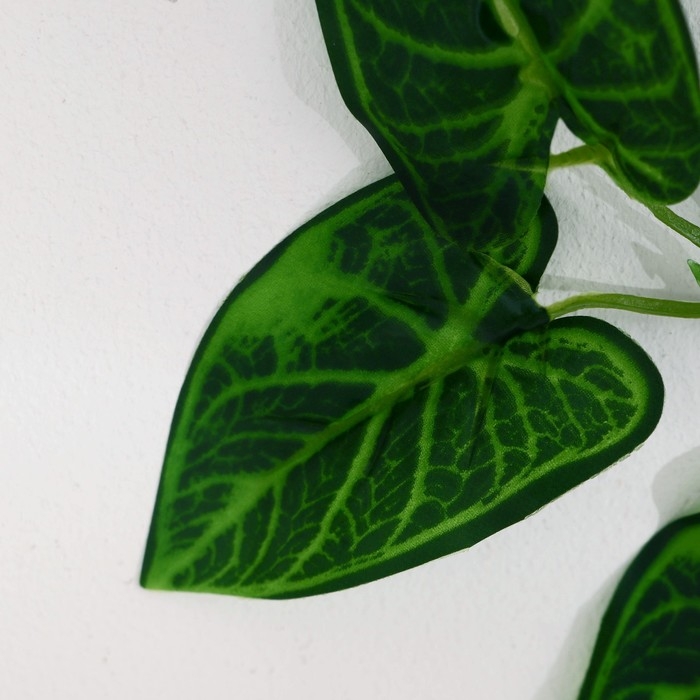 Лиана Лиана "Аронник итальянский" 220 см