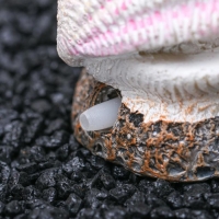 Распылитель "Раковина с жемчужиной", 5 х 3,5 х 5 см