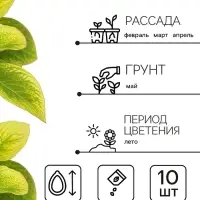 Семена цветов Колеус Визард Голден, 10шт