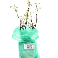 Лапчатка кустарниковая (Серия Северный сад) &laquo;Эбботсвуд&raquo; саженец, декоративный, цветущий, 1 шт., туба