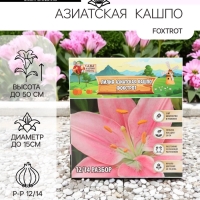 Лилия Азиатская Кашпо Foxtrot, луковица в пакете с перфорацией, р-р 12/14, 2 шт.