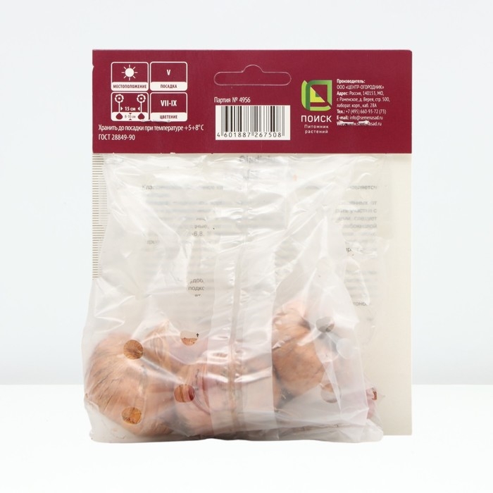 Гладиолус крупноцветковый &laquo;Дайдор Де Пан&raquo;, луковица цветов в пакете с перфорацией, р-р 12/14, 5 шт.