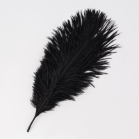 Перо для декора 1 шт., размер — 20,5 × 7,5 см, цвет чёрный Перо для декора 1 шт., размер — 20,5 × 7,5 см, цвет чёрный