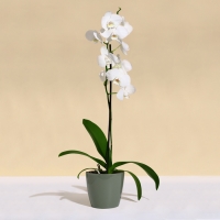 Кашпо для цветов, d = 19 см, 3,5 л, пластик, цвет зелёный шалфей Кашпо для цветов, d = 19 см, 3,5 л, пластик, цвет зелёный шалфей