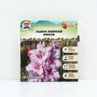 Гладиолус Низкорослый &laquo;Импрессив&raquo;, луковица цветов в пакете с перфорацией, р-р 10+, 7 шт.