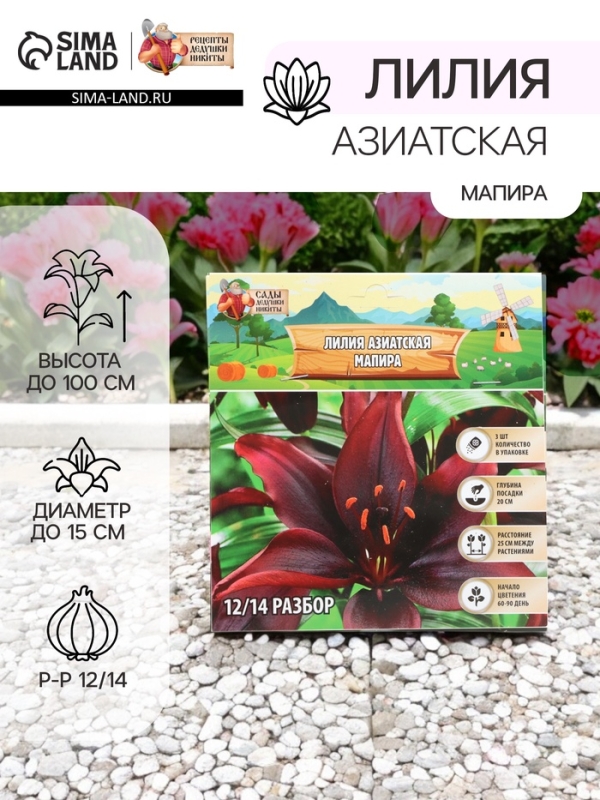 Лилия Азиатская «Мапира», луковица в пакете с перфорацией, р-р 12/14, 3 шт. Лилия Азиатская «Мапира», луковица в пакете с перфорацией, р-р 12/14, 3 шт.