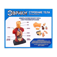 Научный опыт &laquo;Строение тела&raquo;