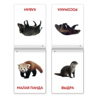 Книги набор «Карточки Домана. Животные материков», 6 шт. по 20 стр. Книги набор «Карточки Домана. Животные материков», 6 шт. по 20 стр.