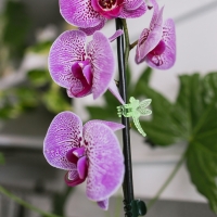 Клипса для растений &laquo;Стрекоза&raquo;, набор 10 шт., МИКС, Greengo