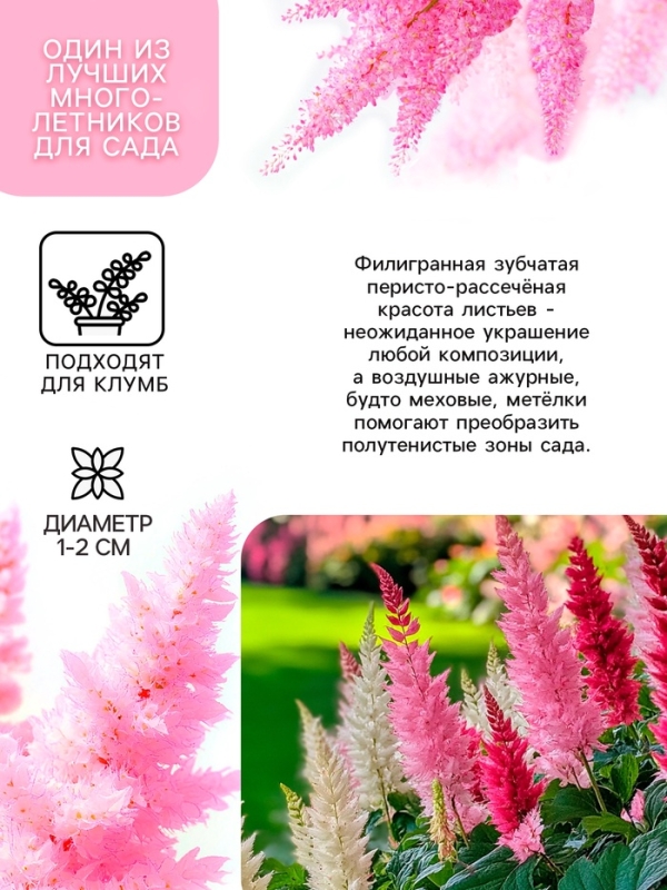 Астильба Арендса Cattleya многолетник, корневище в торфогрунте, р-р II, 2 шт.