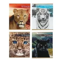 Тетрадь 48 листов в линейку Calligrata &laquo;Дикие кошки&raquo;, обложка мелованная бумага, блок №2, МИКС