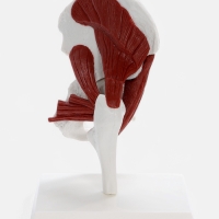 Макет "Тазовая кость с мышечной тканью" 23*13см