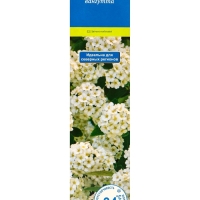 Спирея Вангутта (Серия Северный сад), саженец, туба, 1 шт.