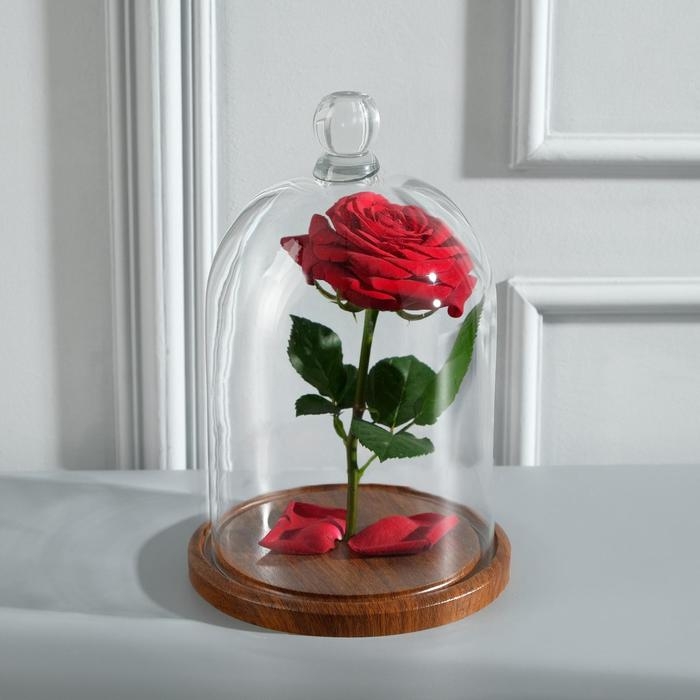 Стеклянный купол-клош с шариком на подставке Стеклянный купол-клош с шариком на подставке "Родрик", 24х15 см, стекло, коричневый