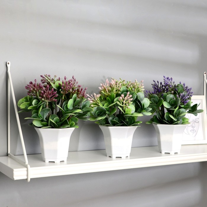 Бонсай в горшке Бонсай в горшке "Сенполия галант" 14х23 см, микс