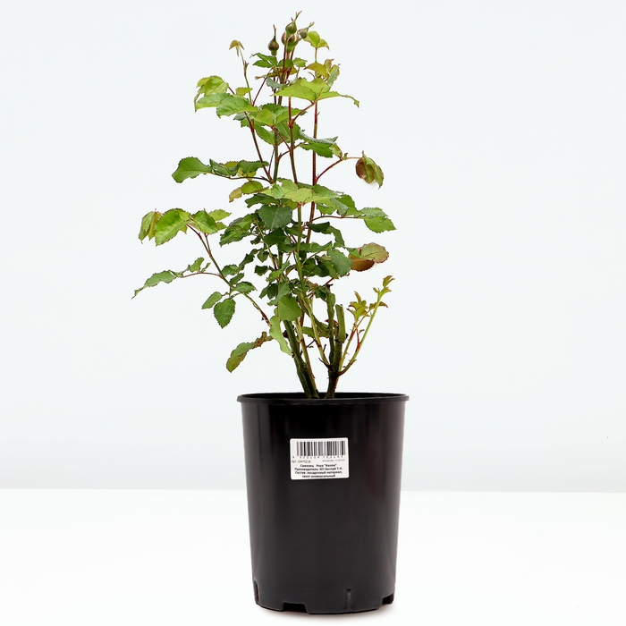 Саженец Розы Саженец Розы "Келли", Горшок С4, Лето 2024