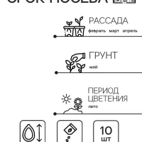 Семена цветов Колеус Визард Роуз, 10шт