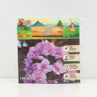 Флокс &laquo;Зенобия&raquo; корневище в пакете с торфогрунтом, р-р I, 2 шт.