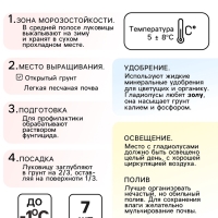 Гладиолус примуловидный &laquo;Атом&raquo;, луковица цветов в пакете с перфорацией, р-р 10+, 7 шт.