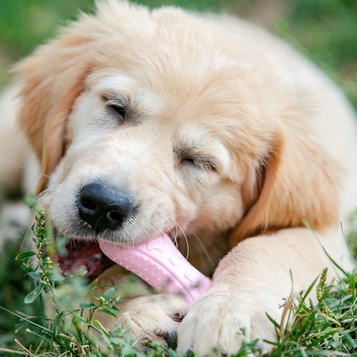 Игрушка плавающая "Косточки" Пижон Premium, вспененный TPR, 10,5 х 5,5 х 2 см, розовая