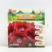 Глоксиния "Этойле де Фью", р-р 5/6, 2 шт