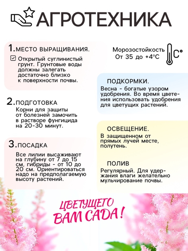 Астильба Арендса Cattleya многолетник, корневище в торфогрунте, р-р II, 2 шт.