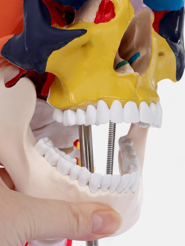 Макет "Череп с мозгом" разборный 27*19*12см